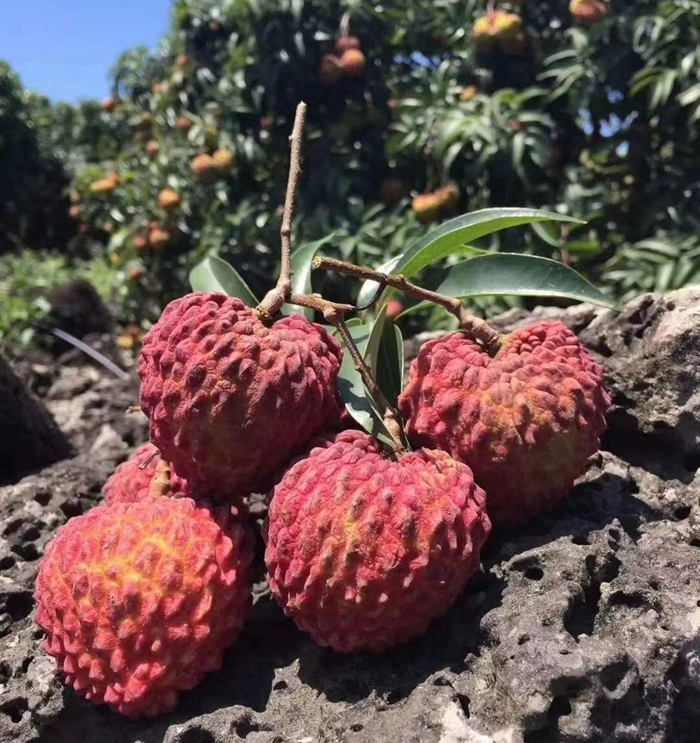 海南荔枝王供应链